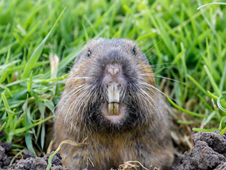 Gophers