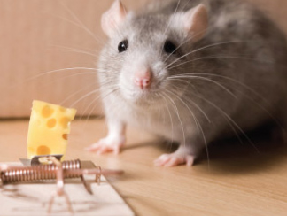 Rats / Mice